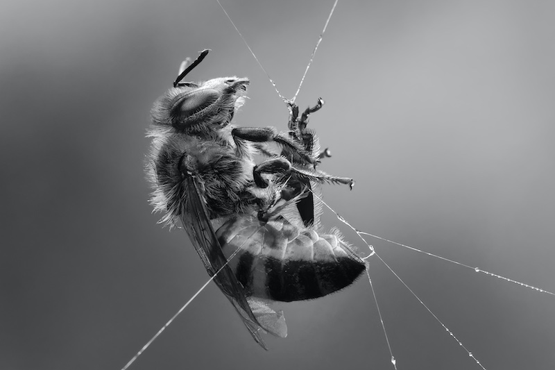 Kroonstad Fotoklub Bronze - Nature - Caught in spiderweb mono sm - Elsabe du Toit - Hibiscus Coast Photographic Society