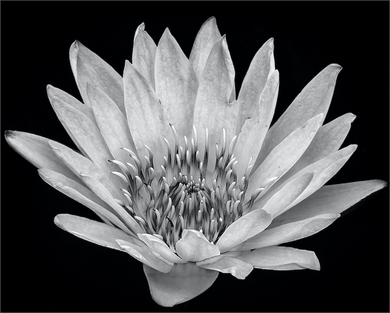 Kroonstad Fotoklub Bronze - Nature Flowers only - Water lily - Danie Smit - Sasol Highveld Photography Club