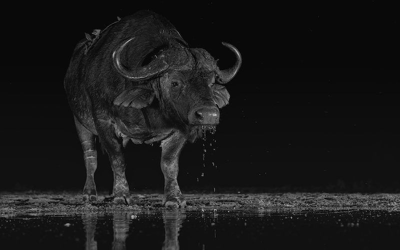 PSSA Bronze - Nature - Buffalo at Waterhole - David Wilson - Hermanus Photographic Society