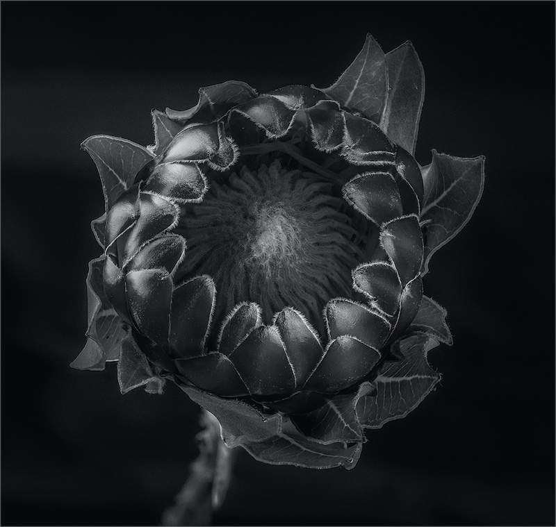 PSSA Bronze - Nature Flowers only - Protea Head - David Wolstencroft - Edenvale Photographic Club