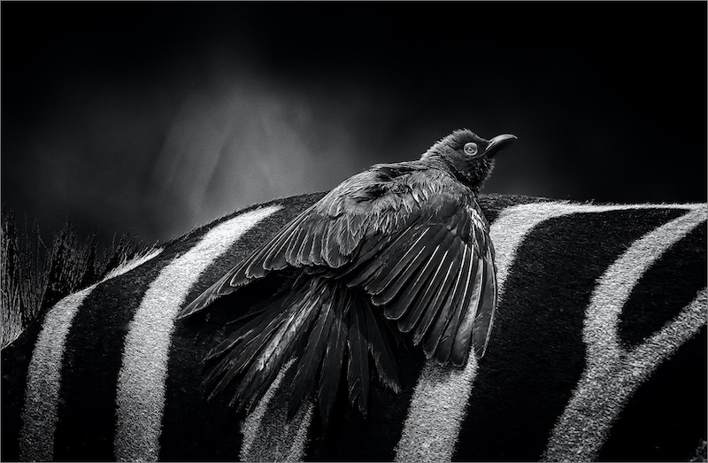 PSSA Silver - Nature - Oxpecker and Zebra - Lourens Durand - Bosveld Fotografieklub
