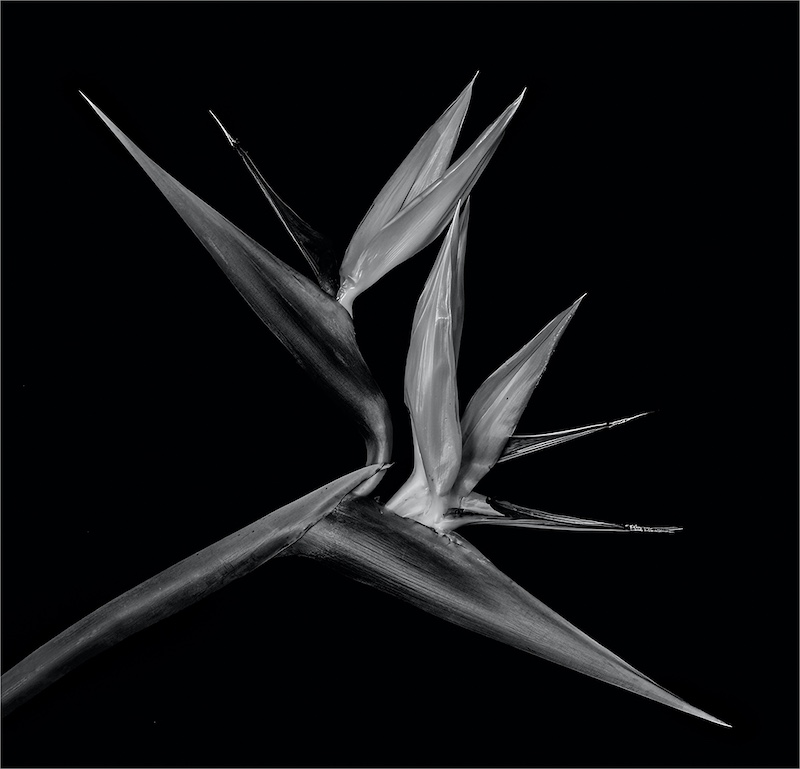 PSSA Silver - Nature Flowers only - Strelitzia - John Mills - Southern Suburbs Camera Club