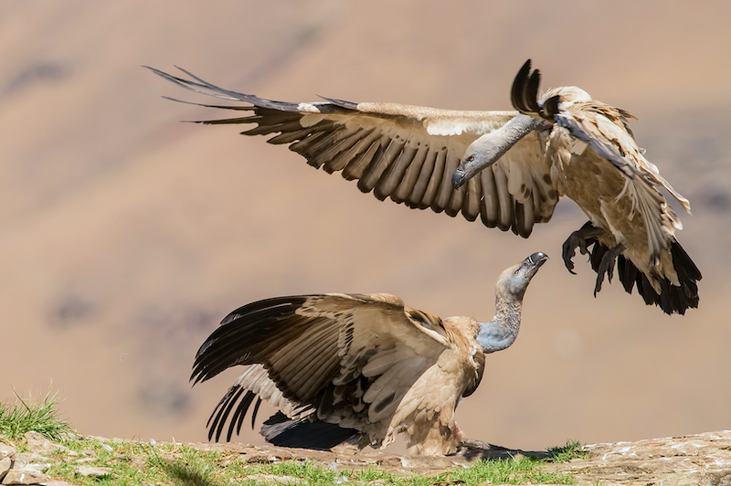 MCC Bronze Medal - Nature Birds Only - Fight or flight-Vicki Street - MaritzburgCC