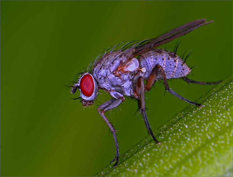 MCC Bronze Medal - Nature No Birds - Rob Hart-Grey fly - Maritzburg CC
