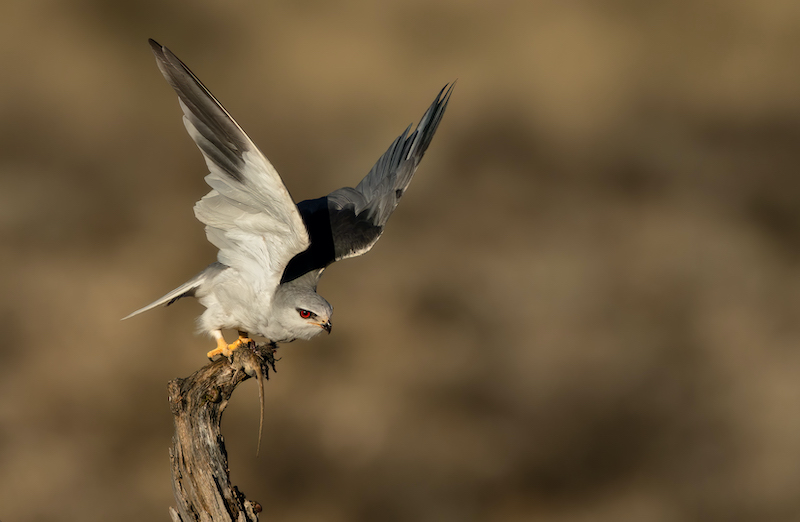 MCC Silver Medal - Nature Birds Only - Kite take off mouse - Willem Kruger - Independent