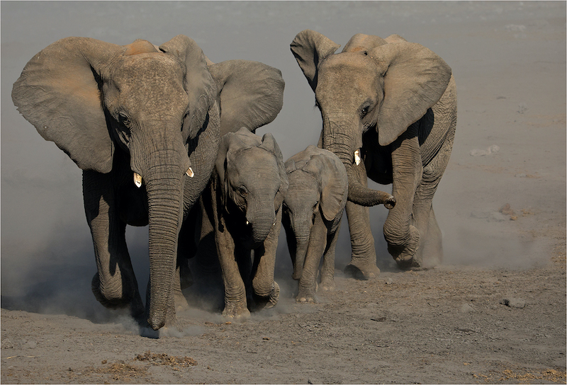MCC Silver Medal - Nature No Birds - Andre Ligthelm - Elephant protection - AFO PC