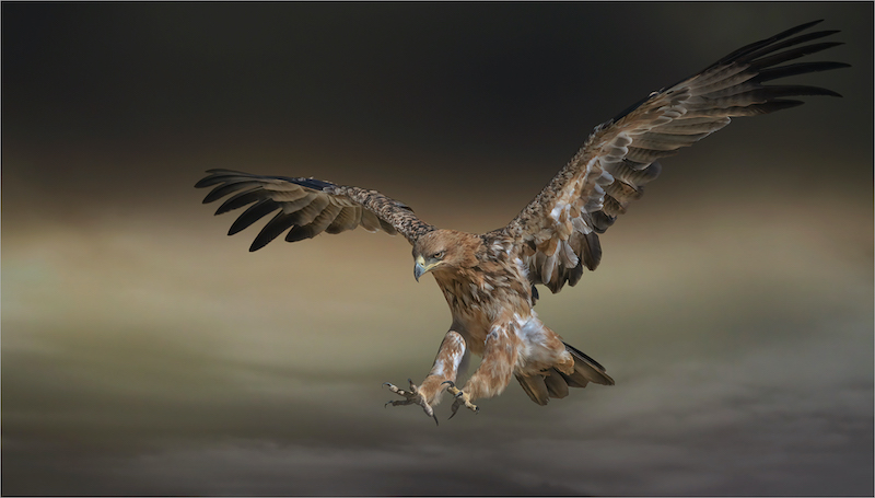 MCC Silver Medal - Open Colour - Tawny Eagle - Michelle Pearson - Hisbiscus Coast PS