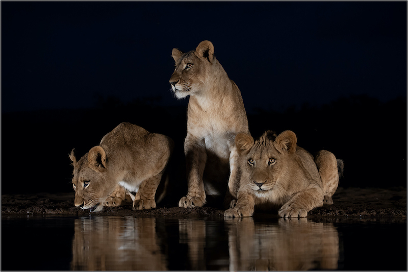 PSSA Silver Medal - Nature No Birds - Renske Jordaan - Young lions at water - Bloemfontein KK