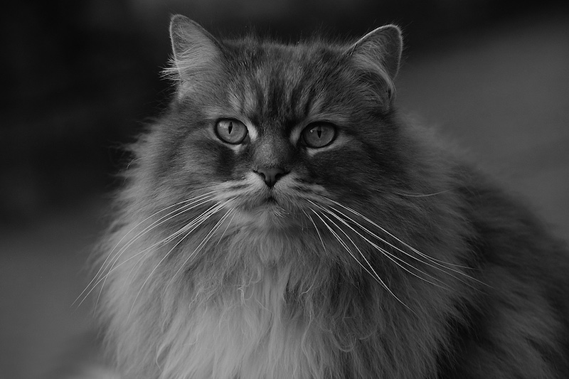 Best MFFC Member Entry - Club Medal - Animal Portrairs - Monochrome - Jade - Marthie Bredenkamp - Magalies Foto Fun Club