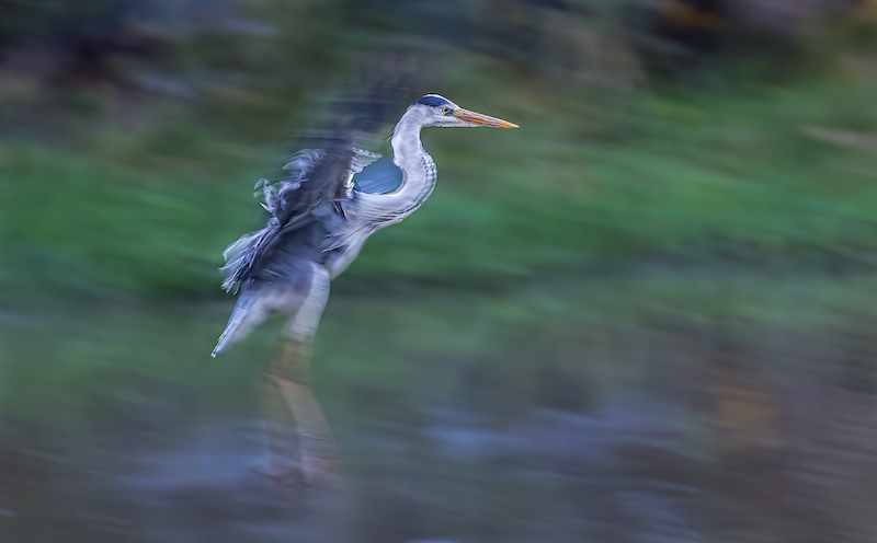 Best MFFC Member Entry - Club Medal - Nature Birds Only Colour - Grey Heron Pan - Mark Dutton - Magalies Foto Fun Club