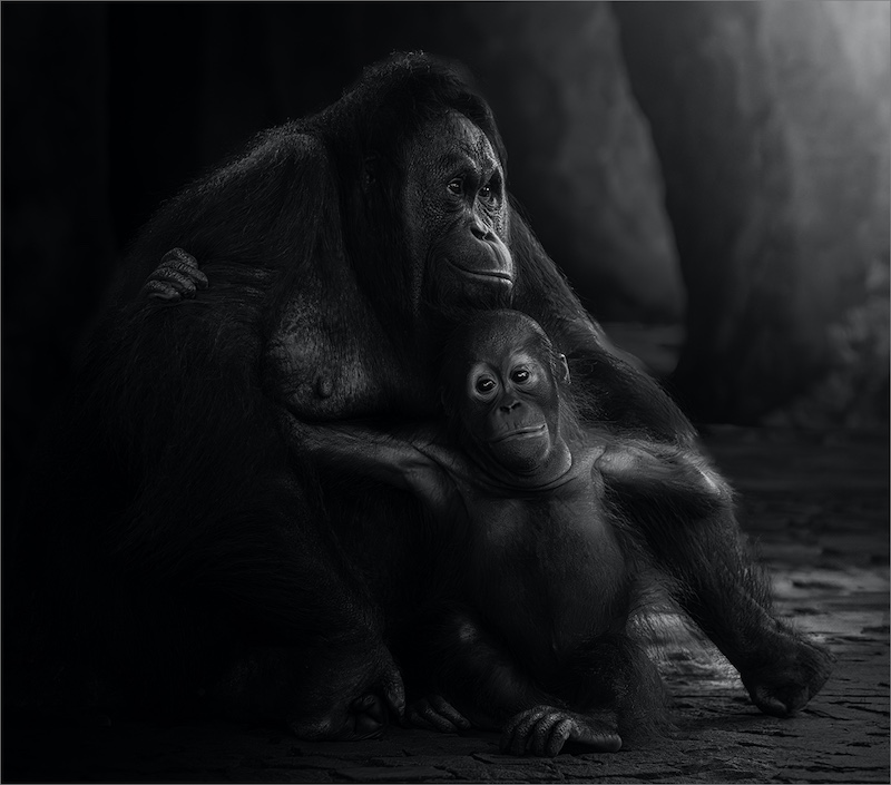 Category Runner Up - Club Medal - Animal Portrairs - Monochrome - Mom and Baby - Martin Barber - Southern Suburbs Camera Club