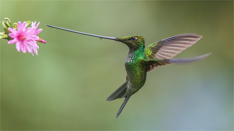 Category Runner Up - Club Medal - Nature Birds Only Colour - Dance of the Swordbill - Craig Morgan - Randburg Foto Klub-Randburg Photo Club
