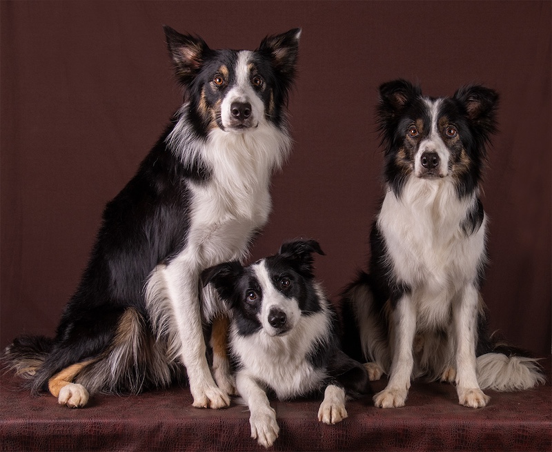 Category Runner Up - Club Medal - Open Colour - BC family portrait - Peter Thomas - Brandpuntfotoklub