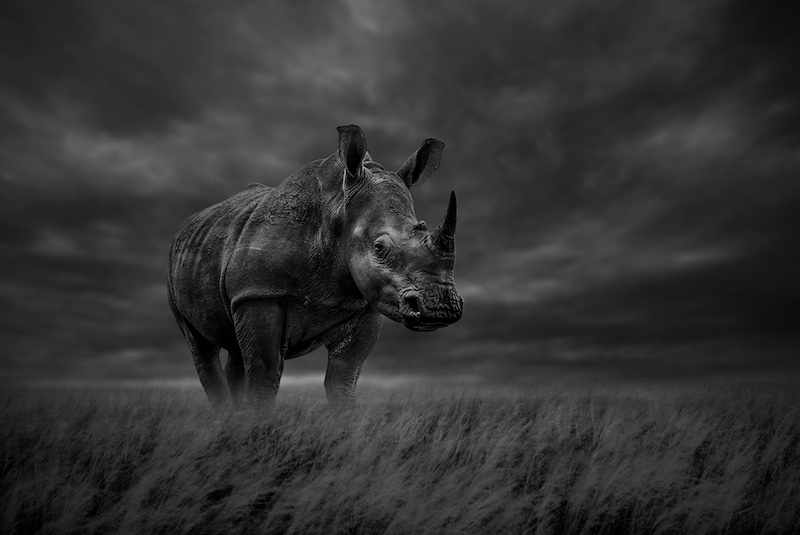 Category Winner - PSSA Silver Medal - Animal Portrairs - Monochrome - Blue Rhino - Ursula Baumann - Vereeniging Photographic Society