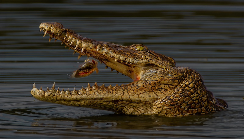 Category Winner - PSSA Silver Medal - Nature - No Birds - Colour - Catch - Nico Grobbelaar - Boksburg Camera Club