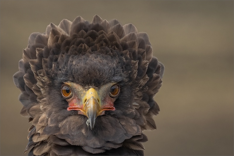 Category Winner - PSSA Silver Medal - Nature Birds Only Colour - Bateleur - Sonja Olivier - Edenvale Photographic Club