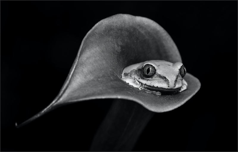 Category Winner - PSSA Silver Medal - Open Monochrome - Tree frog resting - Howard Gillitt - Westville Camera Club