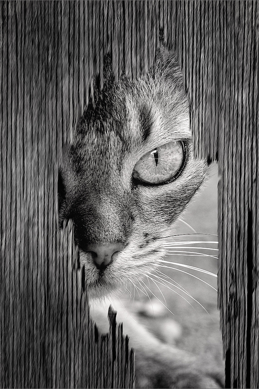 Midlens Silver Medal-Mono Open-Peeping-Toni Le Roux-Amber Camera Club