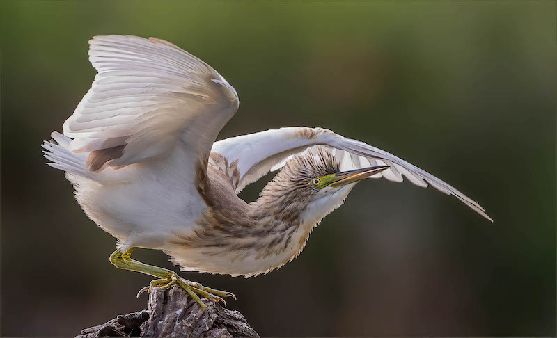 Midlens Silver Medal-Nature birds only-Lurking danger-Hennie Louw-Bosveld Fotografieklub