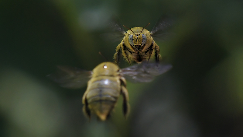 Midlens Silver Medal-Nature no birds-Dansende Hommelbye-Nicci van As-Independent