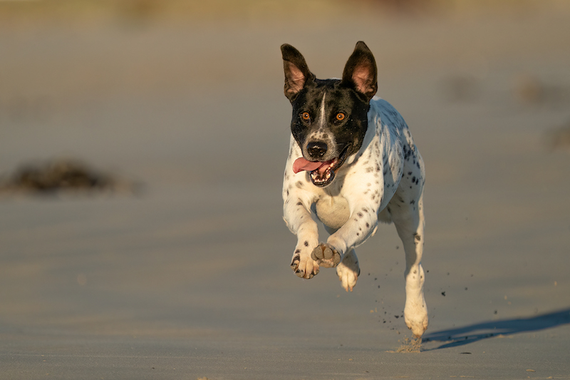 Midlens Silver Medal-Open Colour-Playful Pooch-Ciszanne Crous-Swartland Fotografieklub