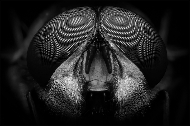 PSSA Silver Medal-Mono Open-Compound eyes-Petri Banks-Midlens