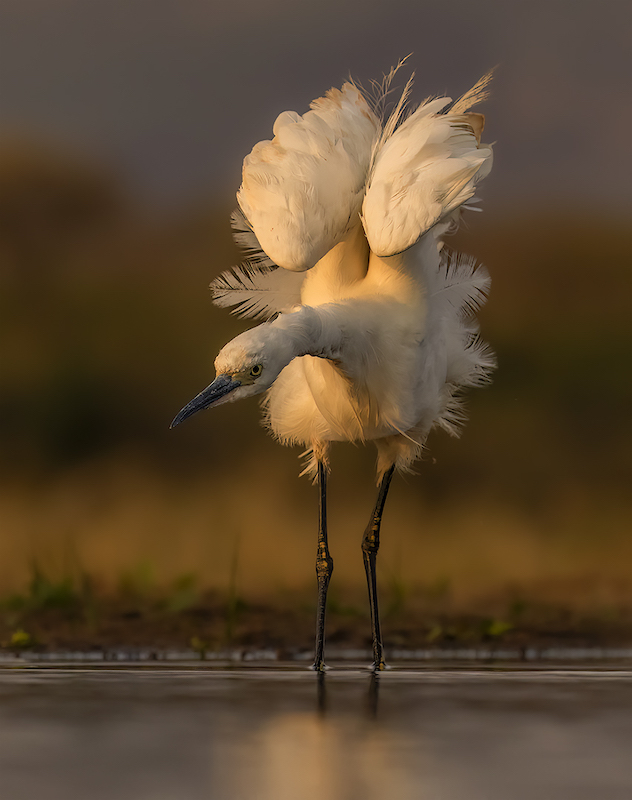 PSSA Silver Medal-Nature Birds only-Ballerina-Nerissa Naidoo-Hibiscus Coast Photography