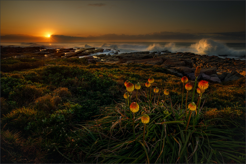 PSSA Silver Medal-Scapes Colour-Aloe Season-Wally Tollemache-Midlens