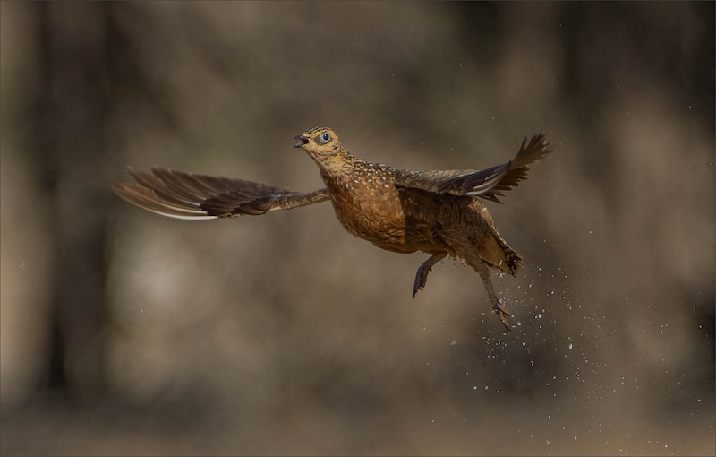 PSSA Bronze Medal - Nature Birds Only - hasty takeoff - Henry Oppel - Hibiscus Coast Photographic Society
