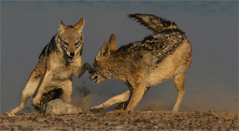 PSSA Bronze Medal - Nature No Birds - No back chat - Annette Ligthelm - AFO Photography Club