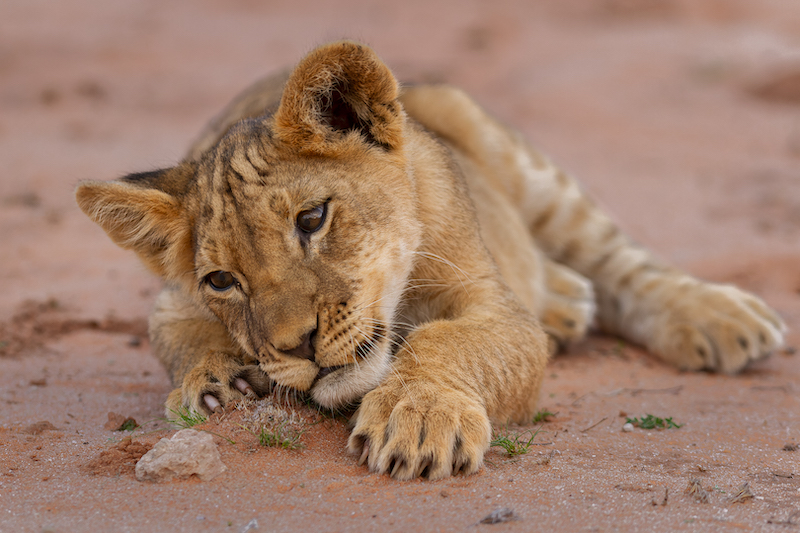 PSSA Silver Medal - Nature No Birds - Tired of playing all day - Alta Oosthuizen - National Photographic Club