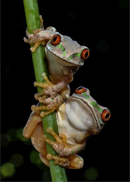 PSSA Silver medal winner - Open Colour - Move over - Shirley Gillitt - Westville Camera Club