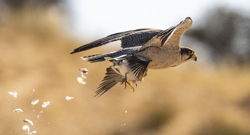 Sandton Camera Club Bronze Medal - Nature Colour - The strike - David Gardner - Sandton Photographic Society