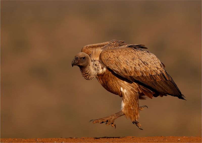 Sandton Club Silver Medal - Runner Up - Nature Colour - Running vulture - Francois van der Watt - Bloemfontein Kameraklub