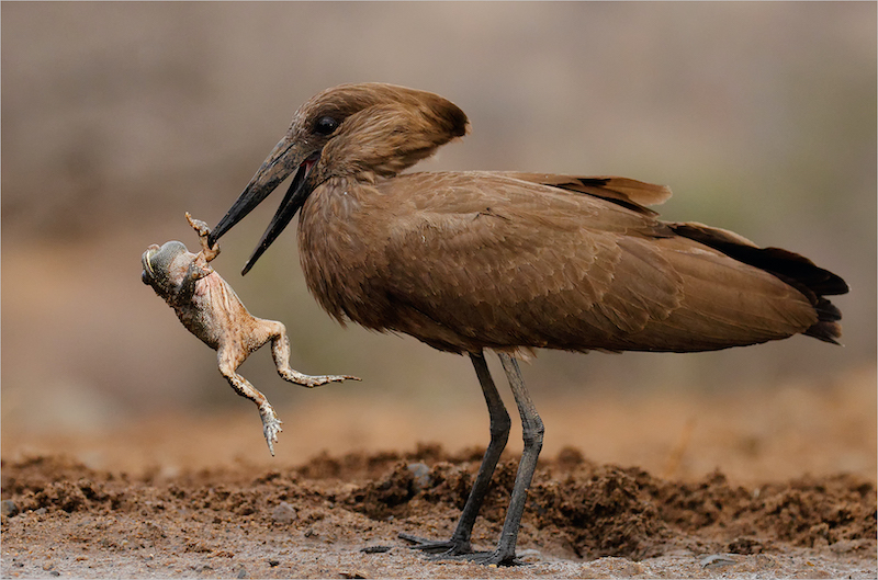 Club Medal-Nature Birds Only Colour-Unlucky frog-Francois van der Watt-Bloemfontein Kameraklub