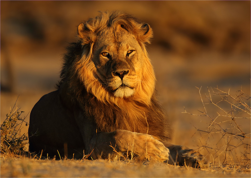 Club Medal-Nature No Birds Colour-Black mane portrait-Francois van der Watt-Bloemfontein Kameraklub