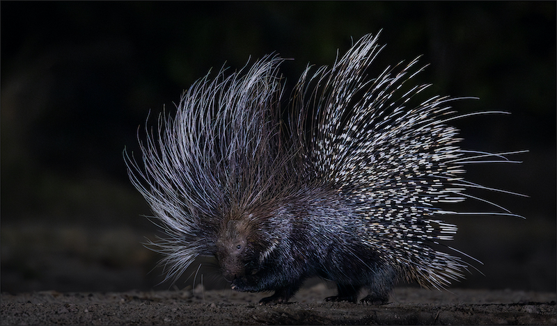 PSSA Medal-Nature No Birds Colour-Ystervark was sy voet-Hardus Pieters-Ermelo Foto Klub