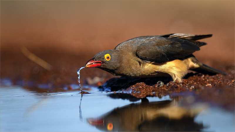 PSSA medal-Nature Birds Only Colour-Oxpecker drinking-Jan van Niekerk-Ermelo Foto Klub