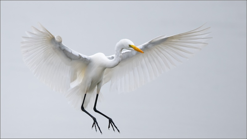 FIAP Gold Medal-Nature-Kontras-Elzabe Bogenhofer-AFO Photographic CLub