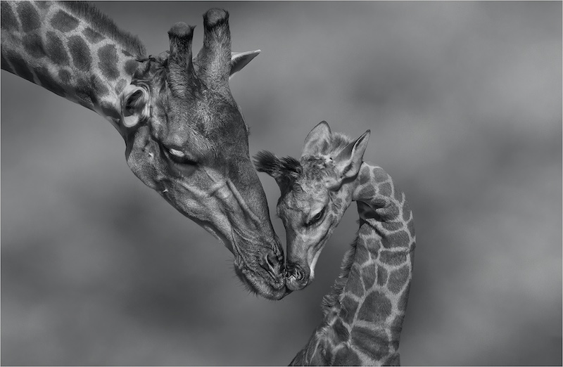 FIAP Gold Medal-Open Monochrome-Next generation-Michelle Pearson-Hibiscus Coast Photographic Society