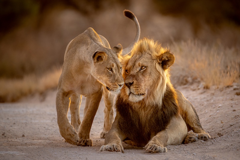 PSSA Silver Medal-Nature-lion pair affection-Kathy Kay-Hibiscus Coast Photographic Society