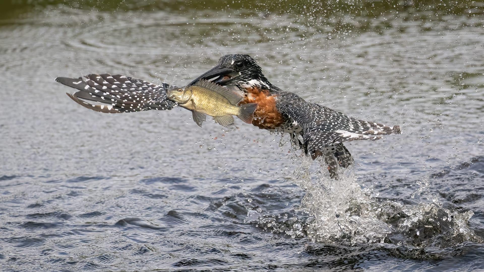 Best TAF member entry-Club Medal -Nature Birds Only-Colour-Giant catch-Christo Gilliomee-Tafelberg Fotografie Klub