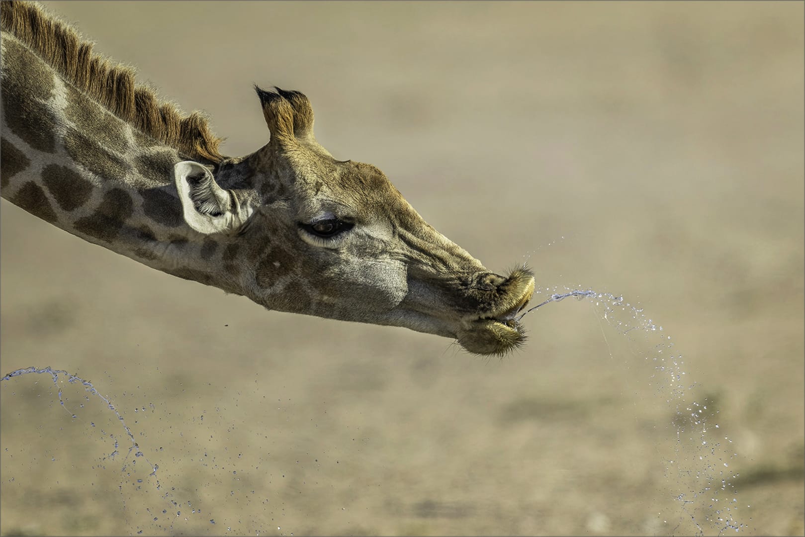 Best TAF member entry-Club Medal -Nature no  Birds -Colour--Spilling water-Adriaan van Zyl-Tafelberg Fotografie Klub