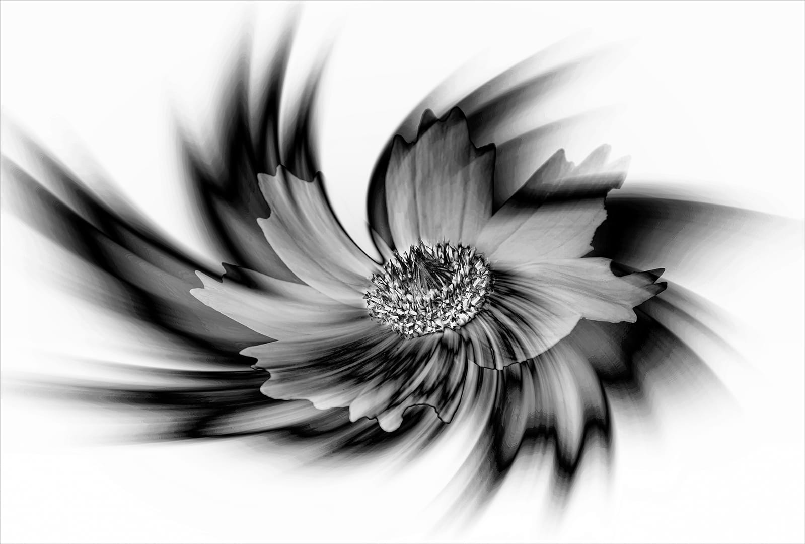 Best TAF member entry-Club Medal -Prints Open-Monochrome--Black Beauty-Phillip de Lange-Tafelberg Fotografie Klub