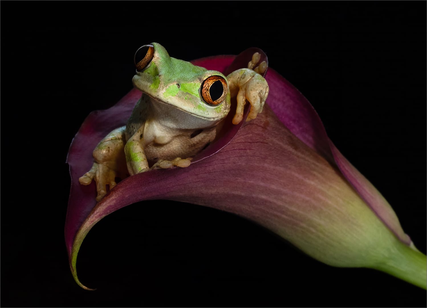 Category Winner-PSSA Silver Medal - Open Colour-Howdy Do-Shirley Gillitt-Westville Camera Club