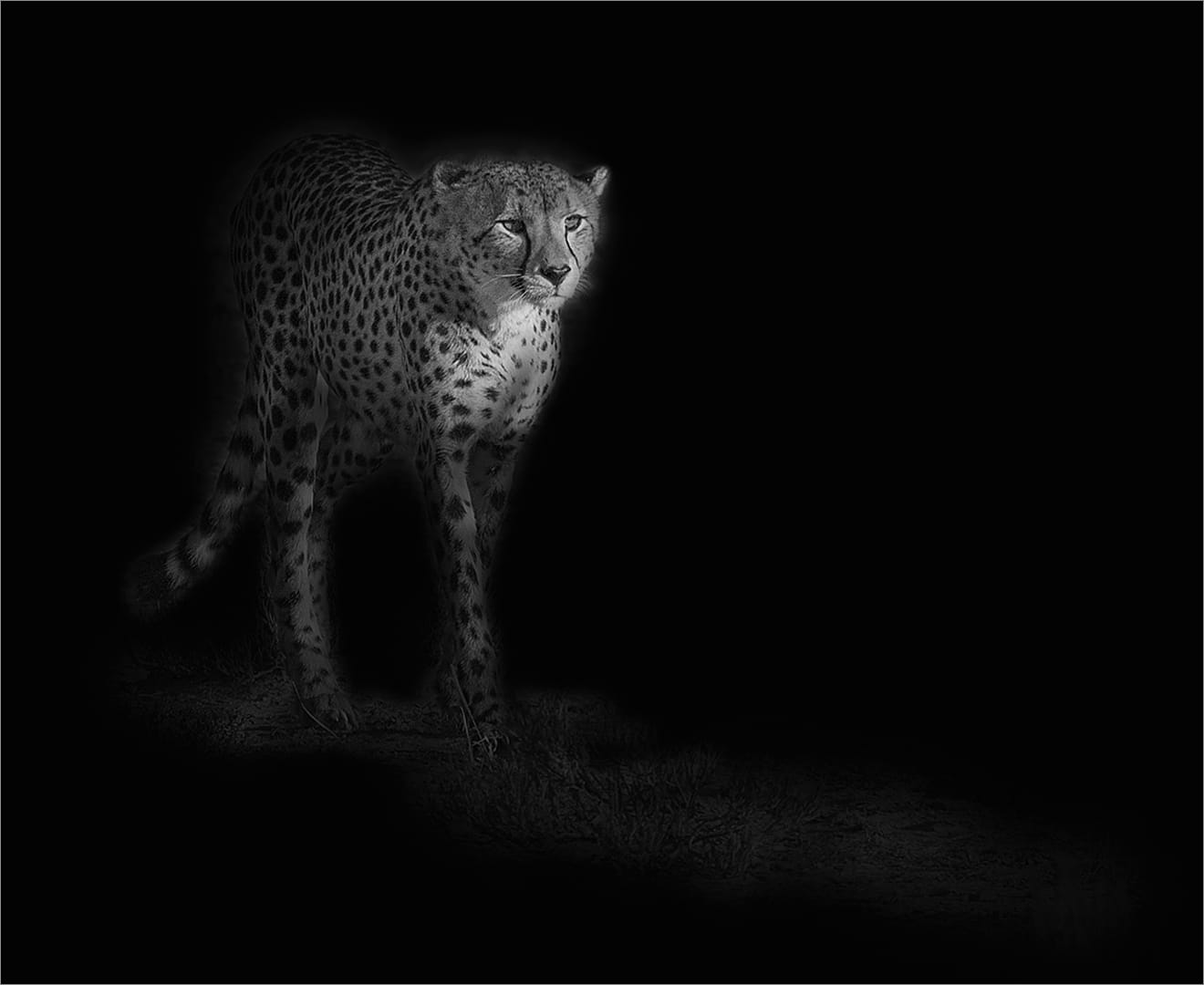 Category Winner-PSSA Silver Medal - Open Monochromer--Hungry mono-Koos van Niekerk-Sandton Photographic Society