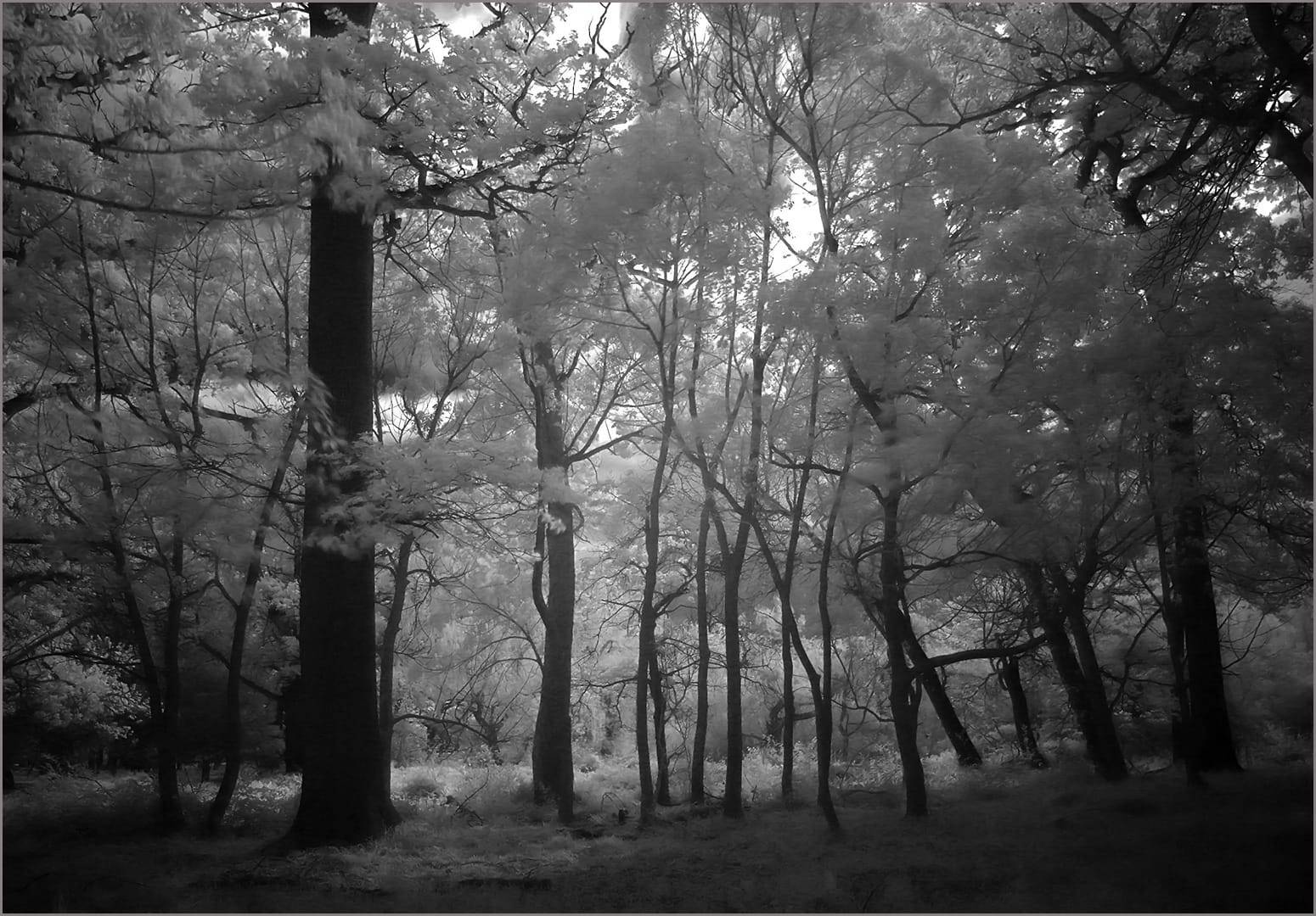 Category Winner-PSSA Silver Medal - Prints Open Monochrome--Mystery forest IR -P4-Neels Beyers-Cape Town Photographic Society