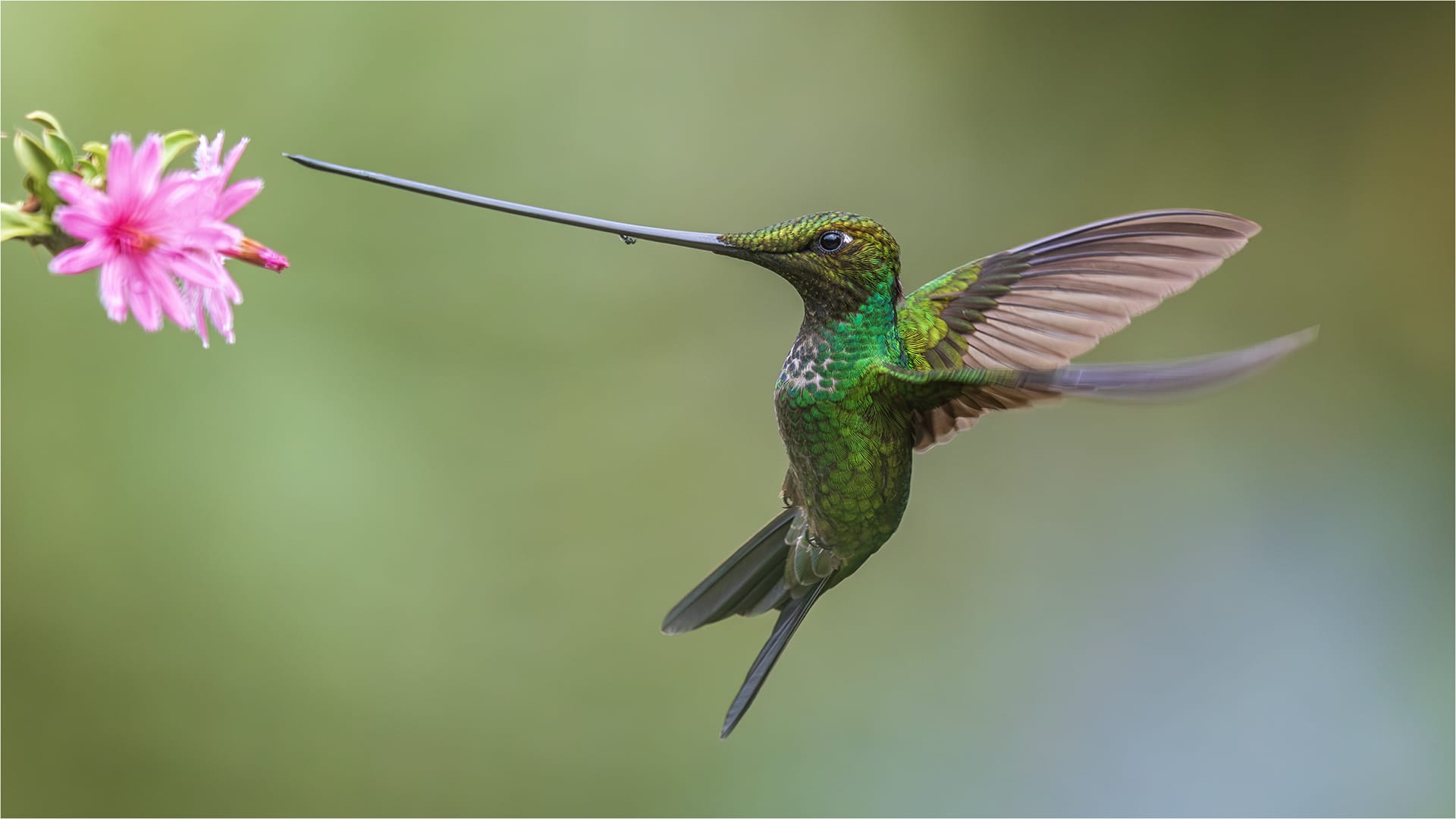 Category Winner-PSSA Silver Medal -Nature Birds Only-Colour-Dance of the Swordbill-Craig Morgan-Randburg Foto Klub