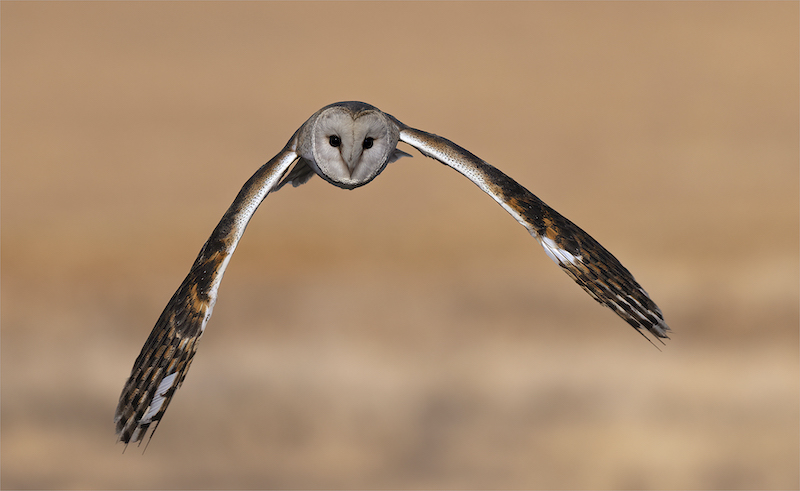 PSSA Silver Medal - Nature - Birds Only - Colour - what a beauty - Geo Jooste - Bloemfontein Kameraklub