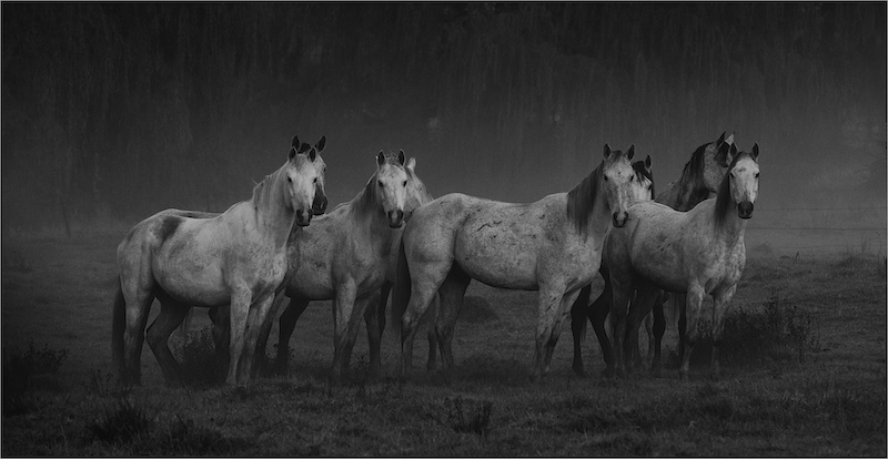 PSSA Silver Medal - Open Monochrome - Perde in die mis - Suzy Louw - Vanderbijlpark Fotografiese Vereniging